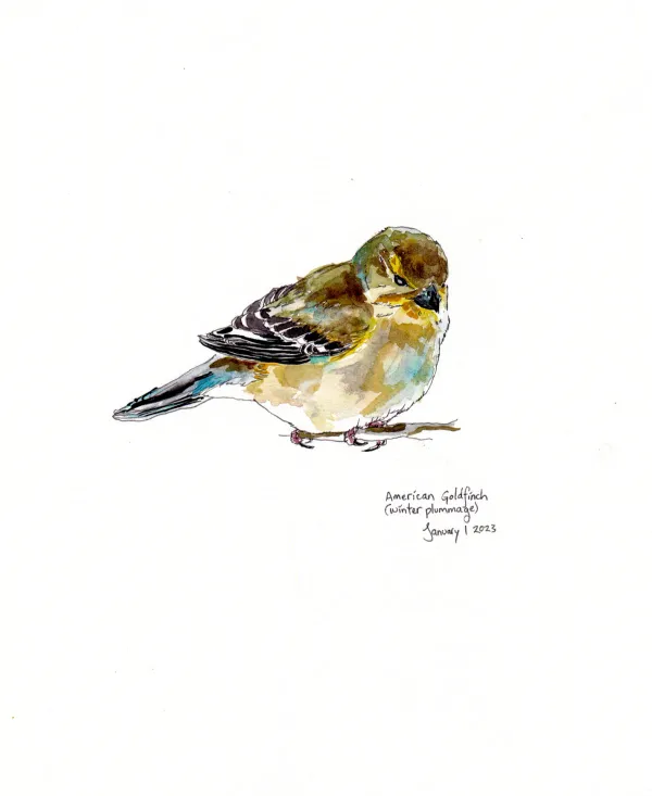 American Goldfinch