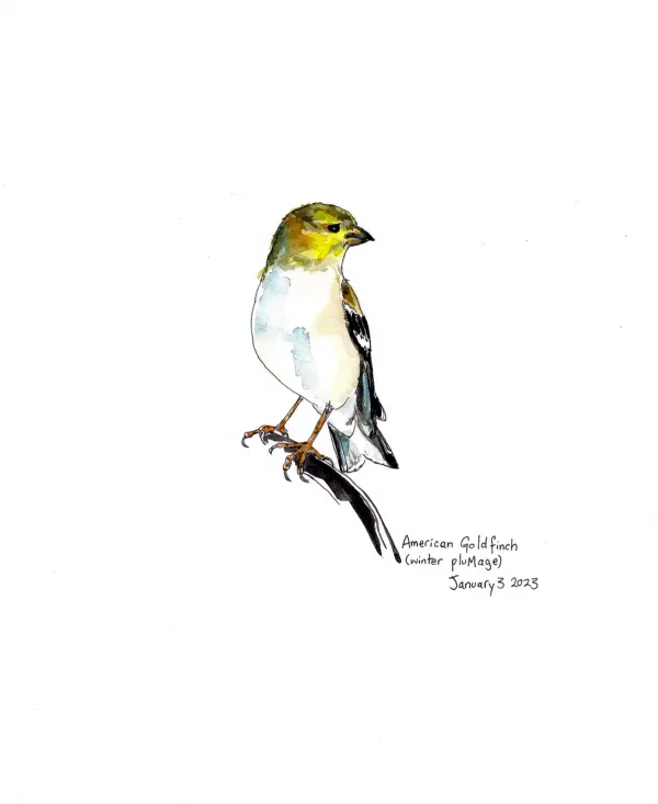 American Goldfinch