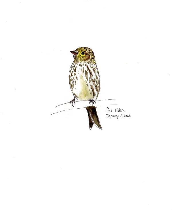 Pine Siskin