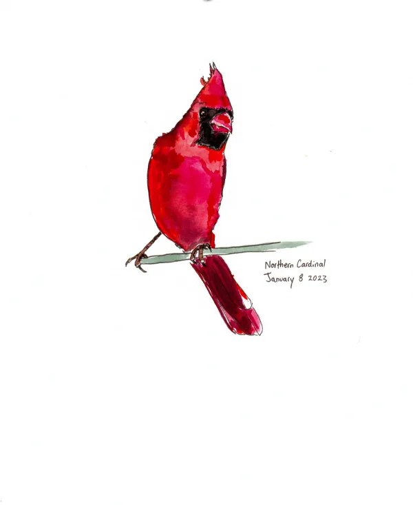 Northern Cardinal