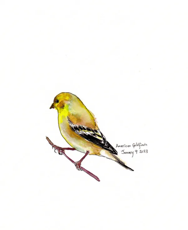 American Goldfinch