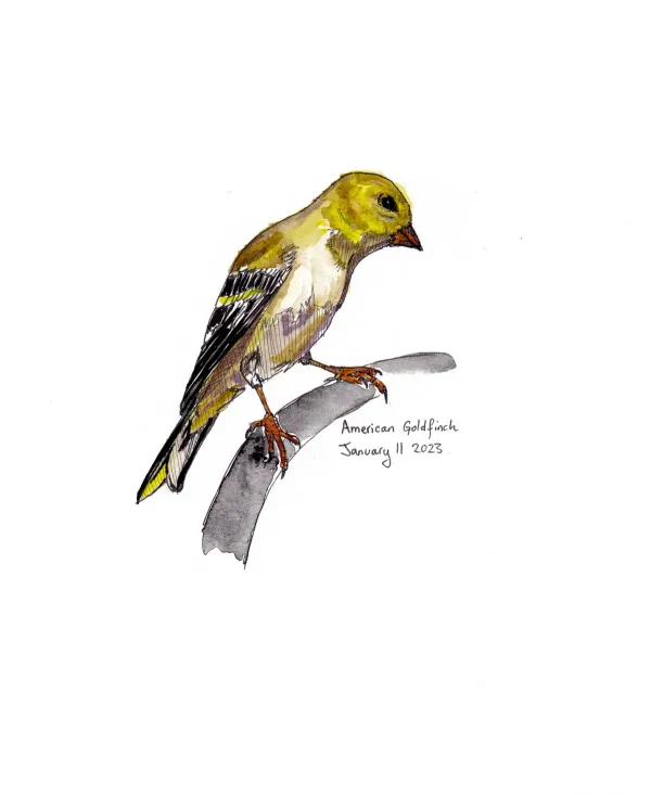 American Goldfinch