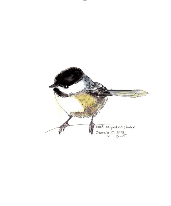 Black Capped Chickadee