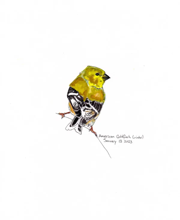 American Goldfinch