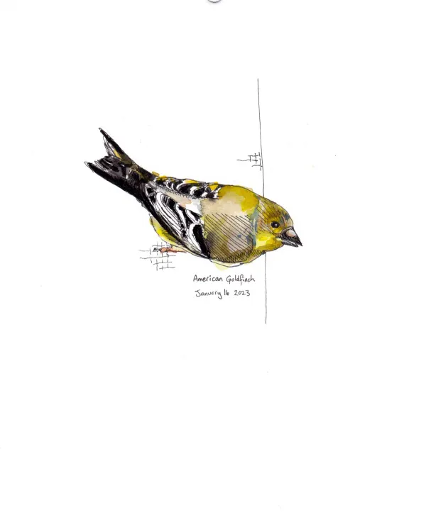 American Goldfinch