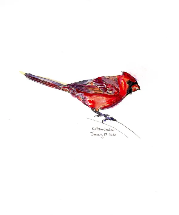Northern Cardinal