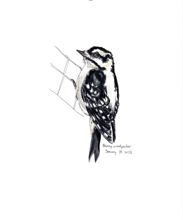 Downy Woodpecker