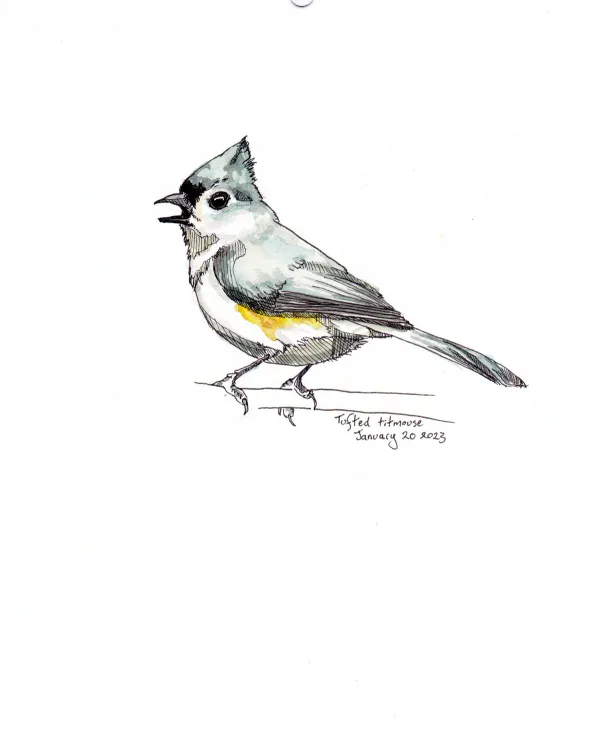 Tufted Titmouse