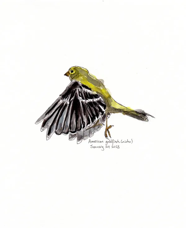 American Goldfinch
