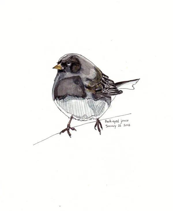 Dark Eyed Junco