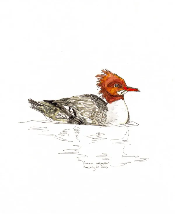 Common Merganser