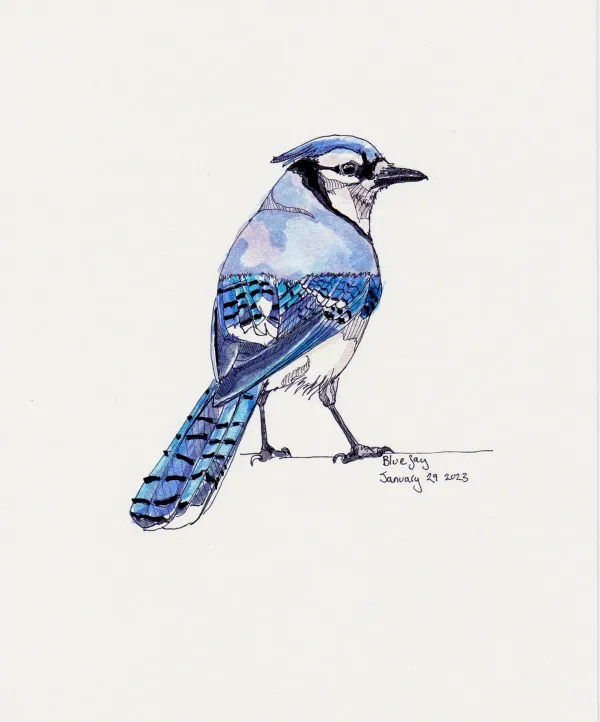 Blue Jay