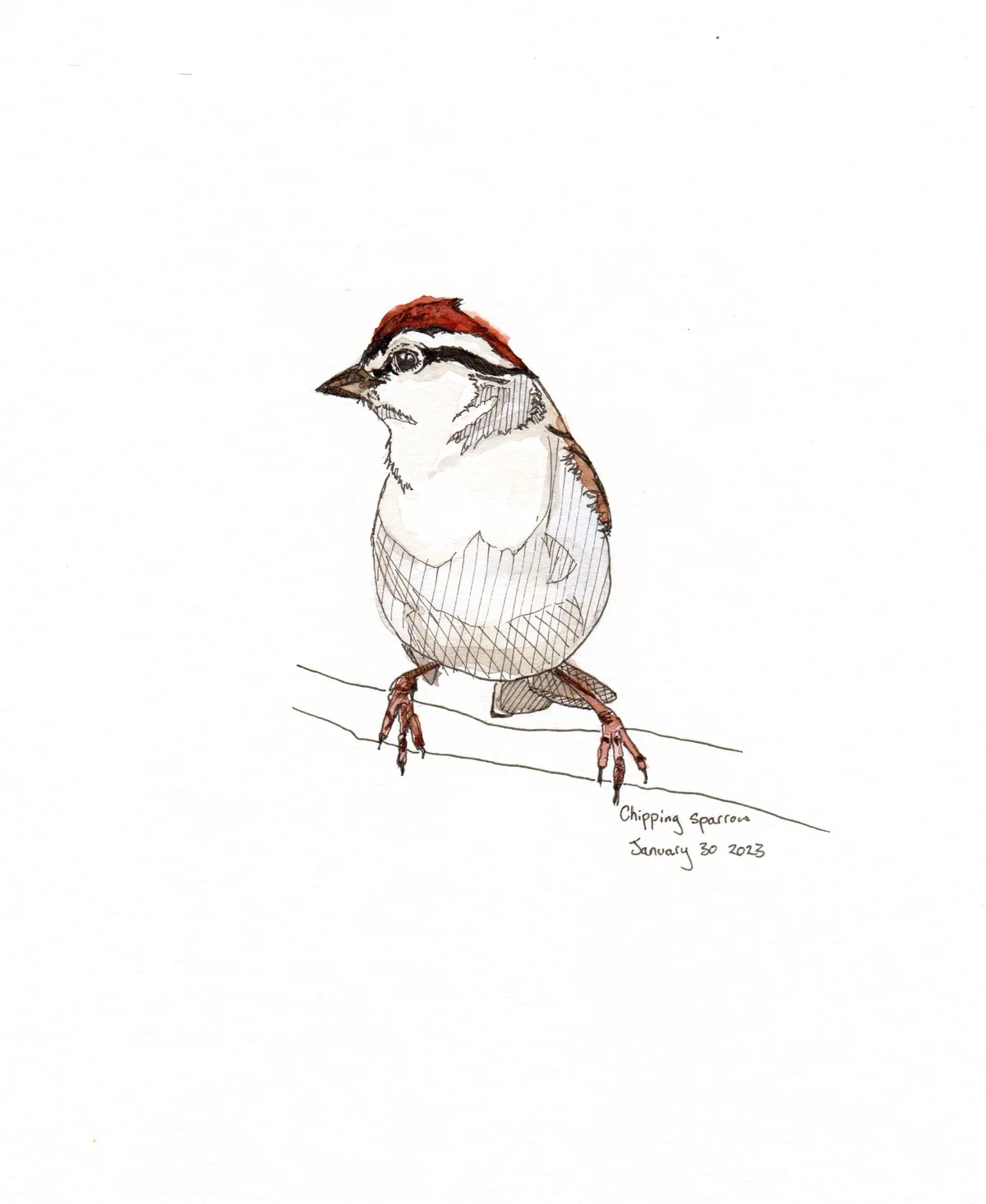 Chipping Sparrow