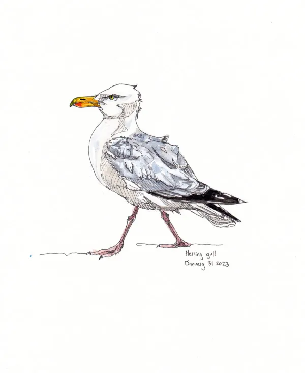 Herring Gull