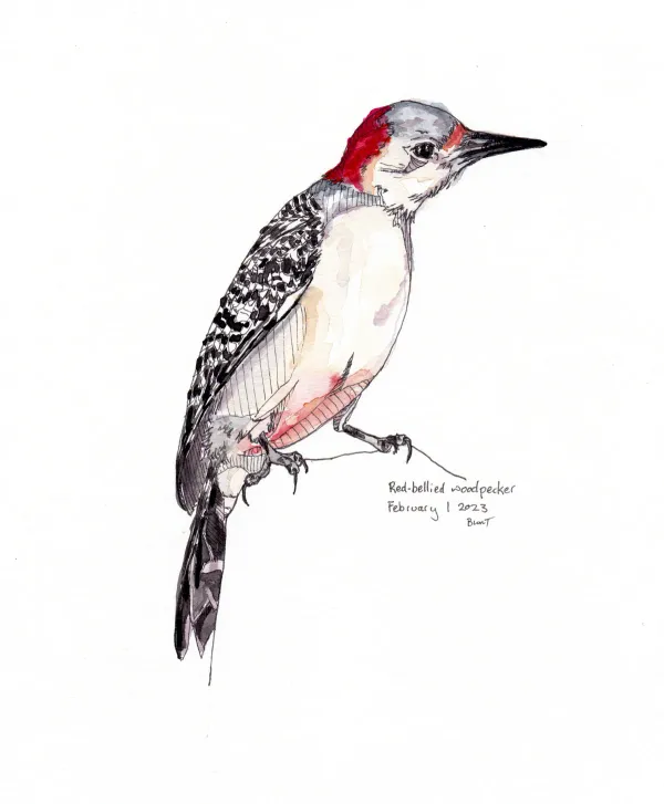 Red Bellied Woodpecker