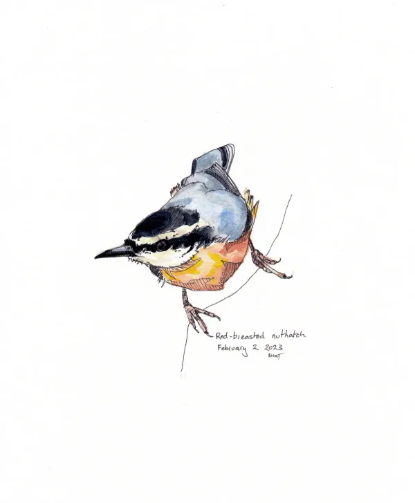 Red Breasted Nuthatch