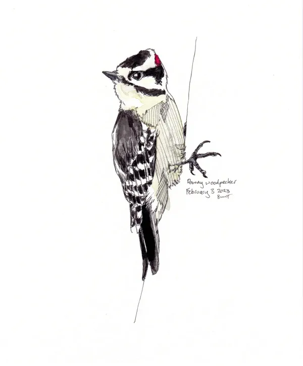 Downy Woodpecker
