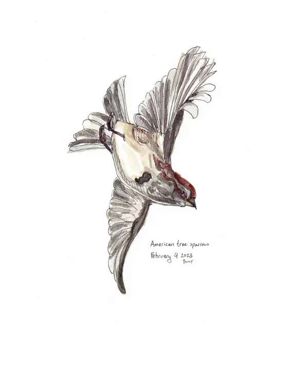 American Tree Sparrow