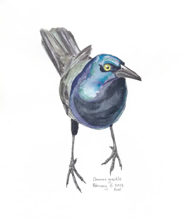 Common Grackle