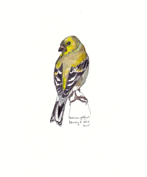American Goldfinch