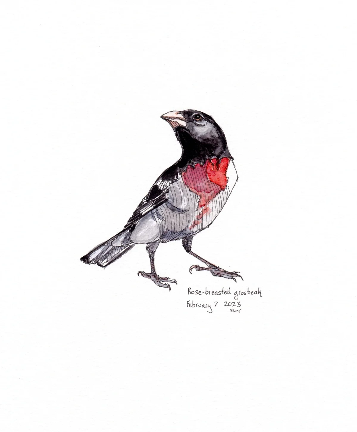 Rose Breasted Grosbeak