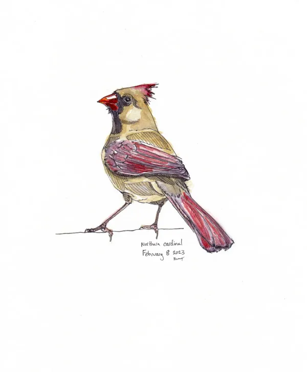Northern Cardinal