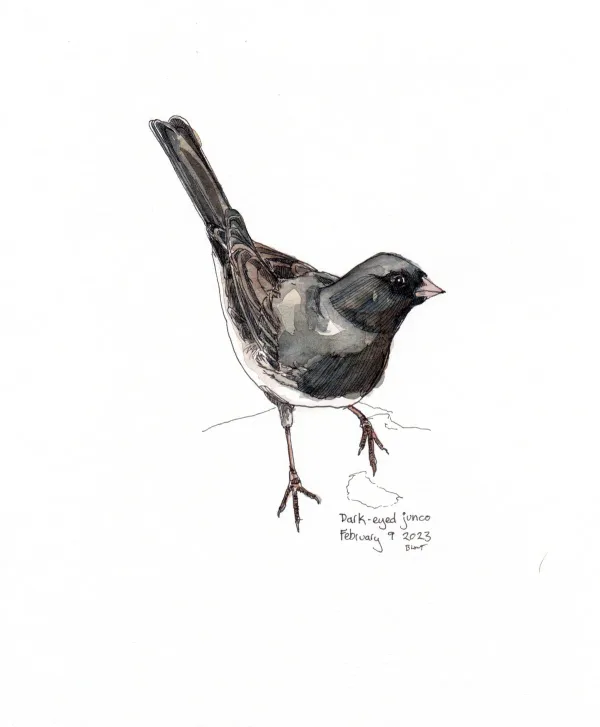Dark Eyed Junco