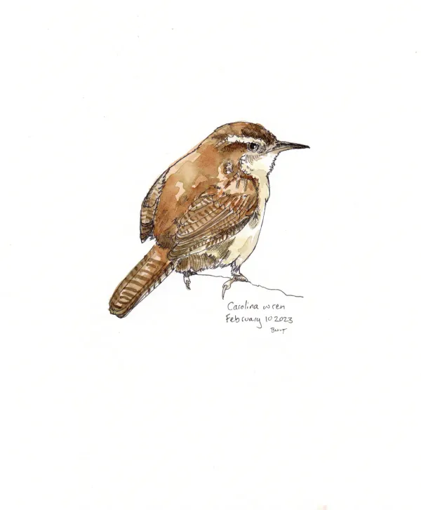 Carolina Wren