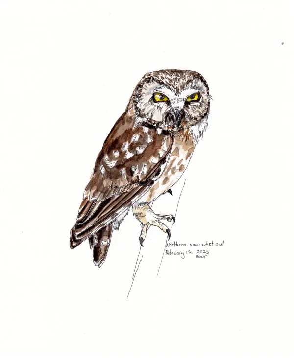 Northern Sawwhet Owl