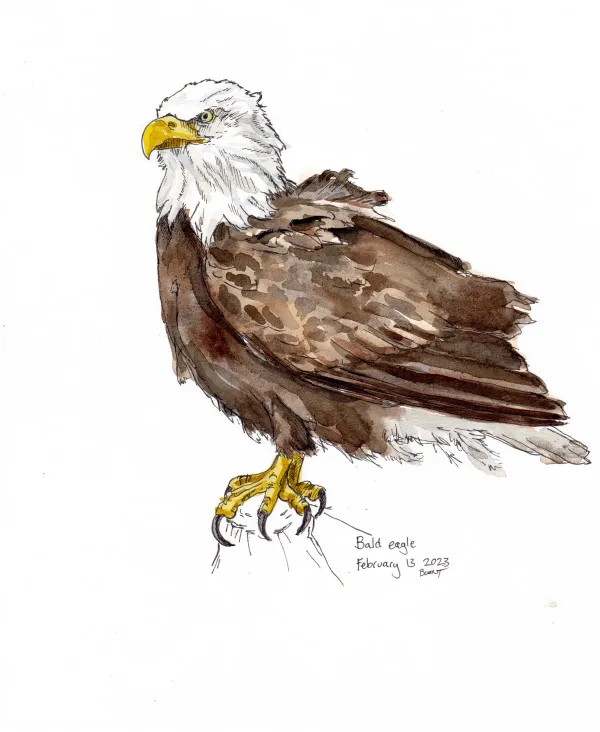 Bald Eagle