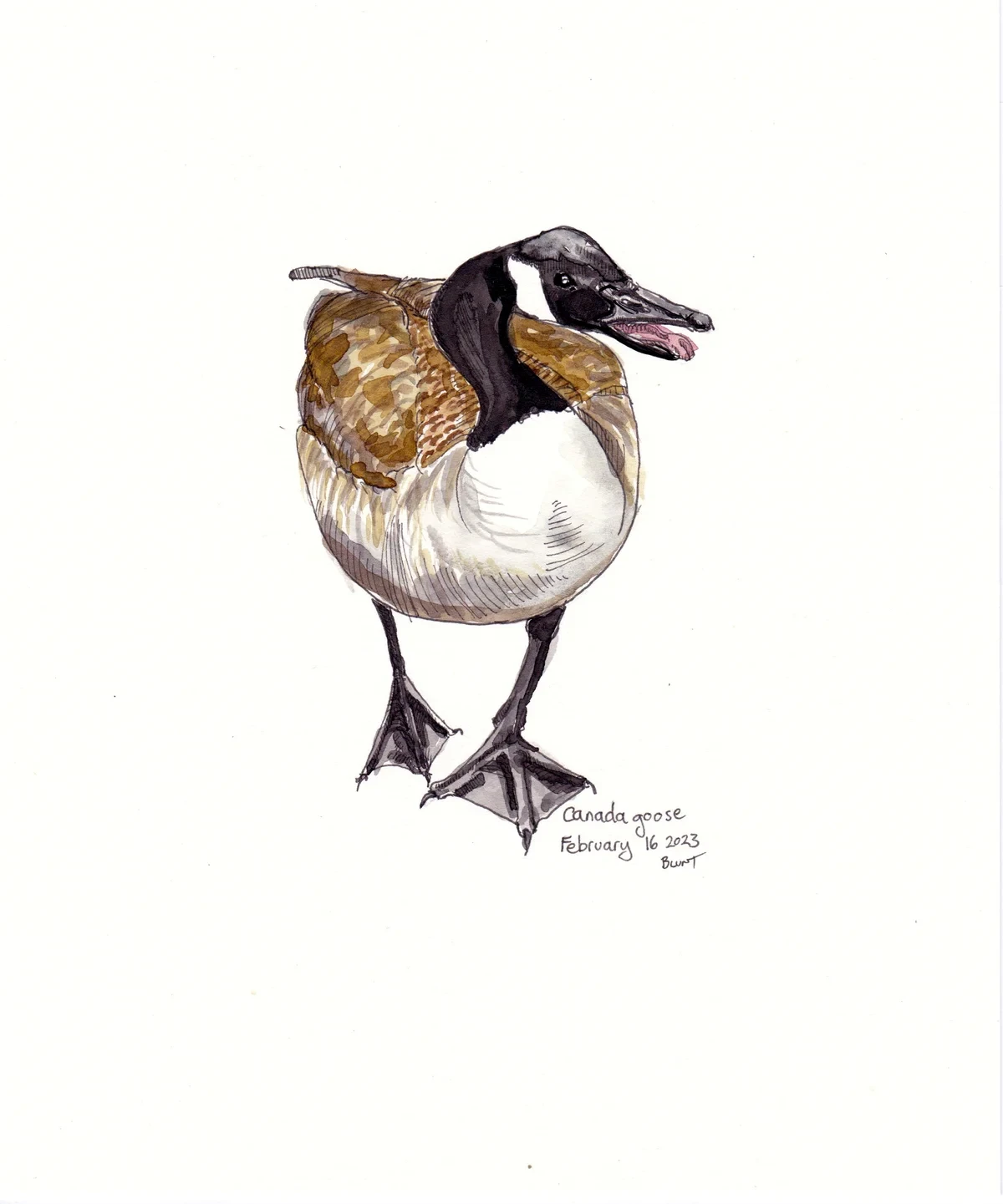 Canada Goose