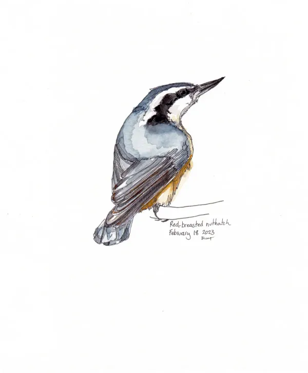 Red Breasted Nuthatch
