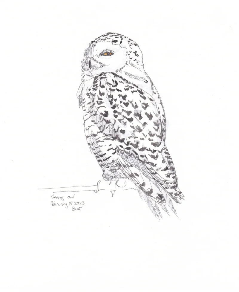 Ink and watercolor bird art by Meredith Blunt