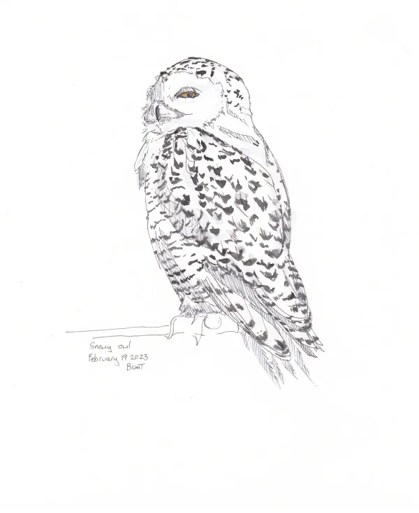 Snowy Owl