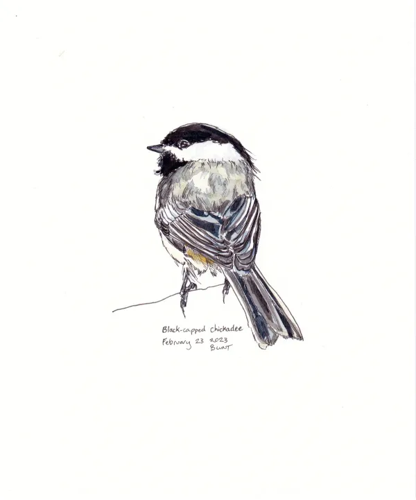 Black Capped Chickadee