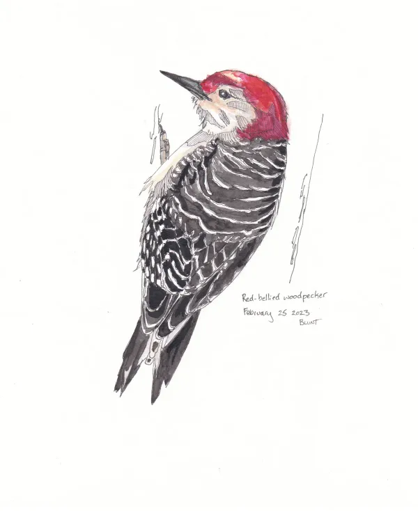 Red Bellied Woodpecker