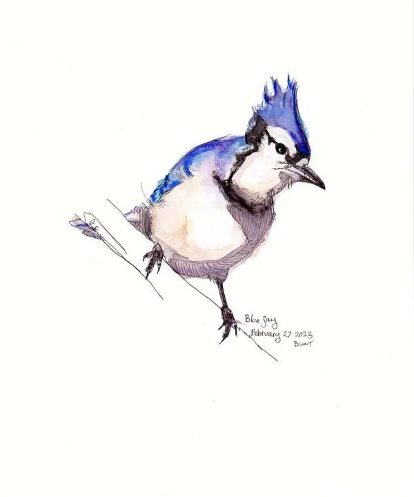 Blue Jay