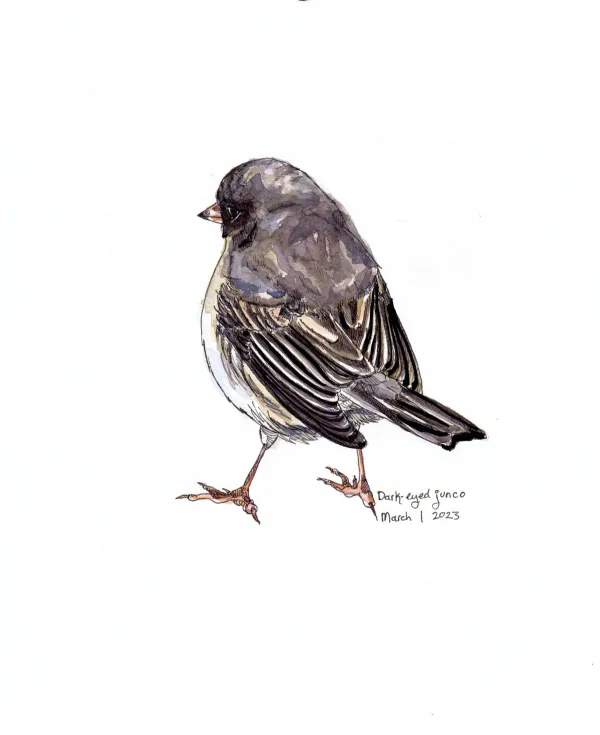 Dark Eyed Junco
