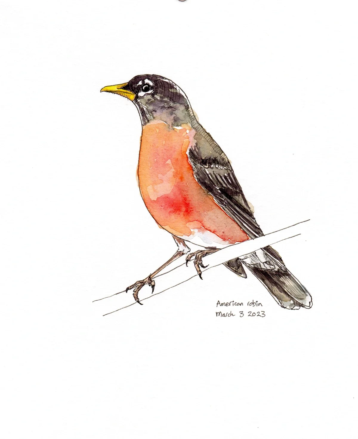 American Robin