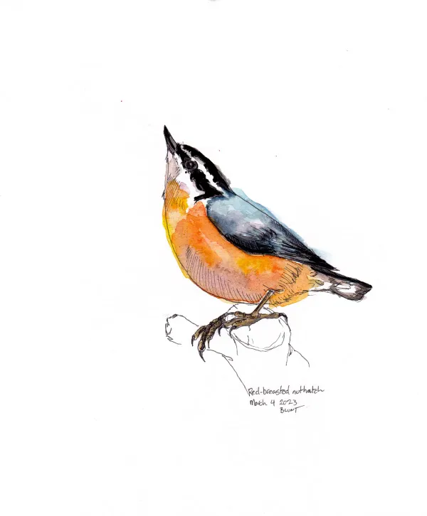 Red Breasted Nuthatch