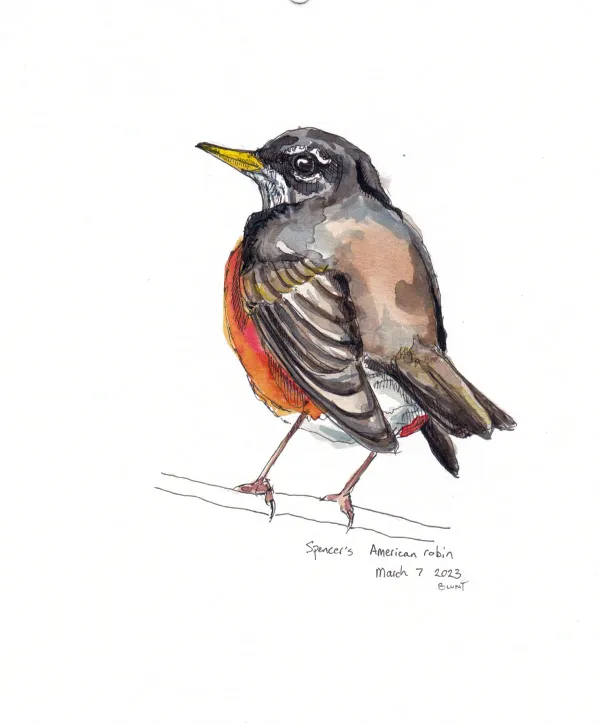 American Robin