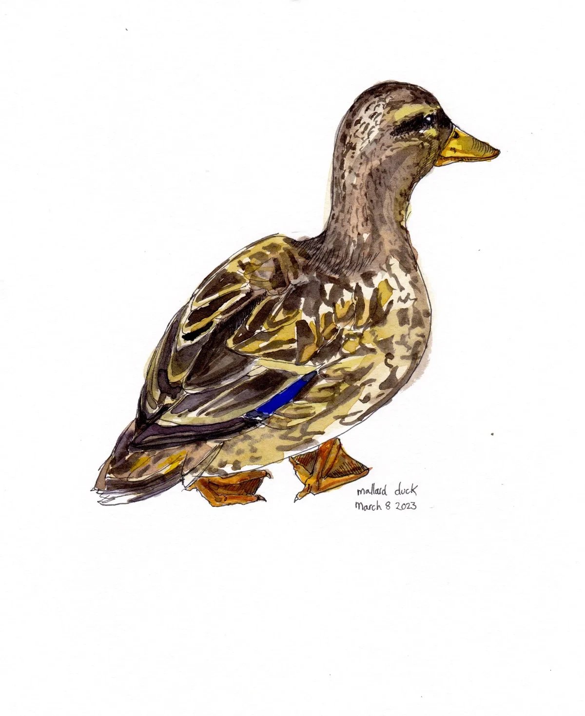 Mallard