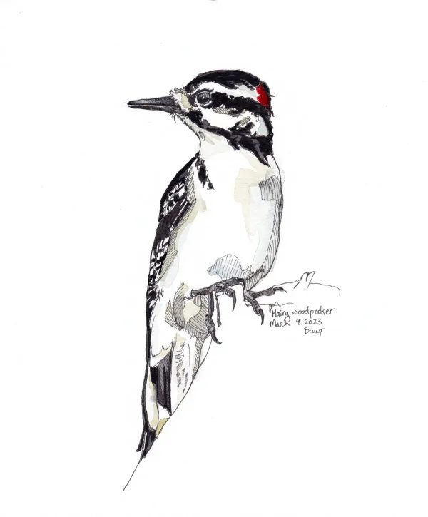 Hairy Woodpecker
