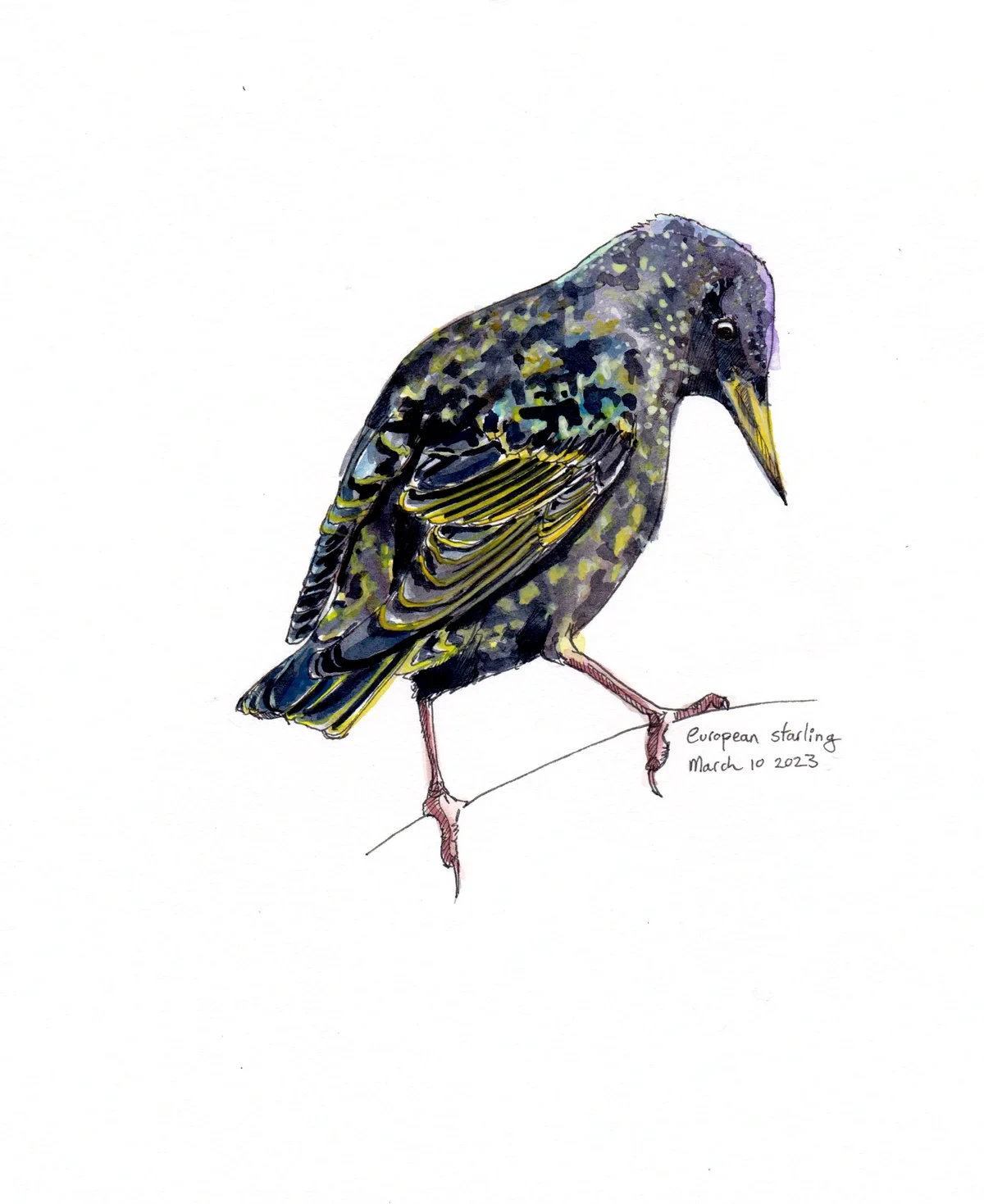 European Starling