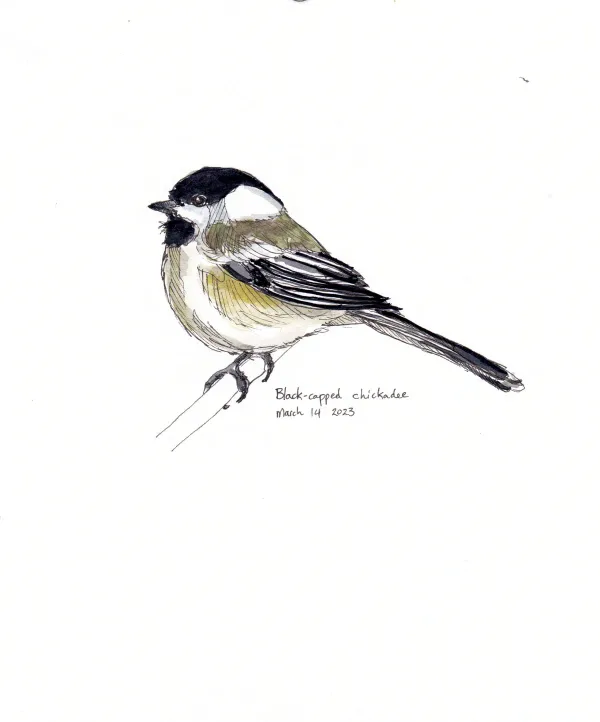 Black Capped Chickadee