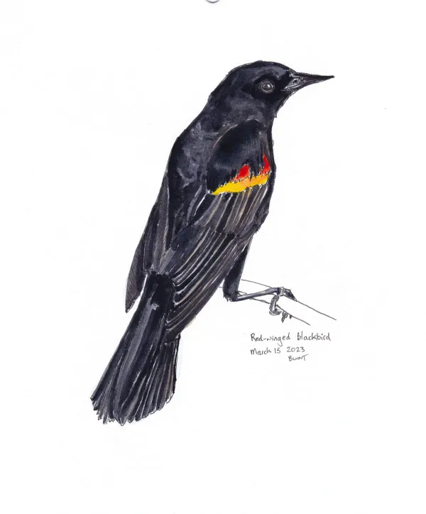 Red Winged Blackbird