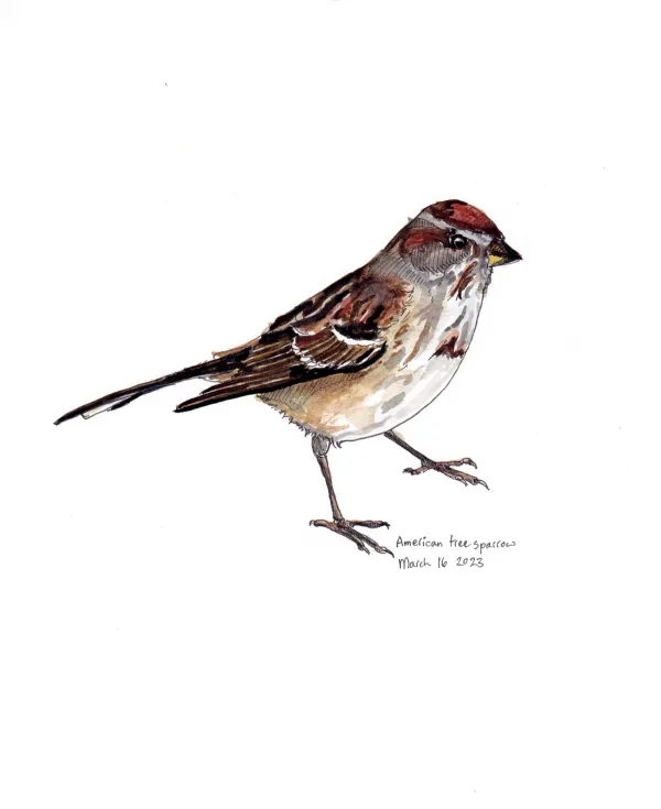 American Tree Sparrow