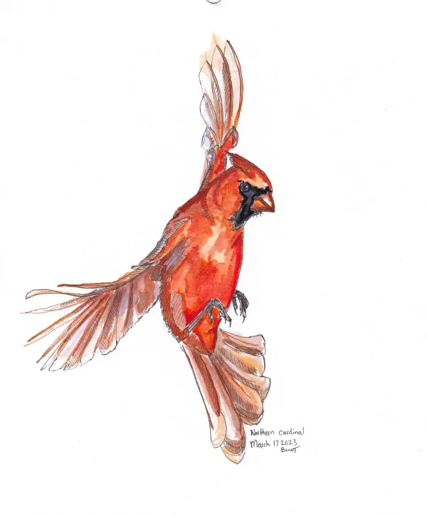 Northern Cardinal