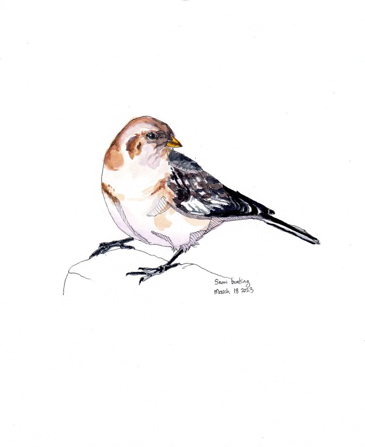 Snow Bunting