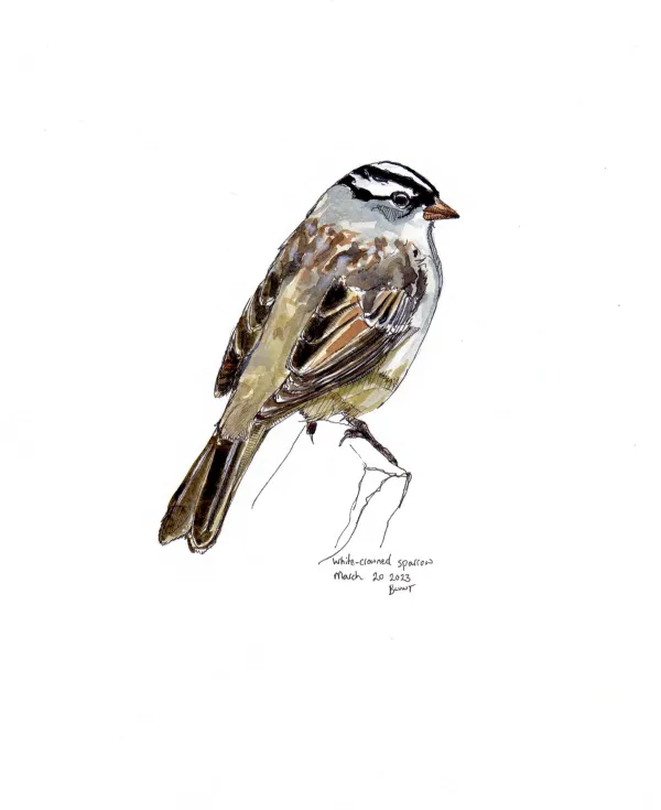 White Crowned Sparrow